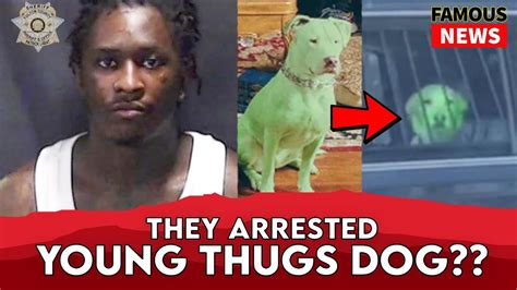 green ysl dog arrested|WATCH: YSL Trial: Testimony continues in YSL trial with .